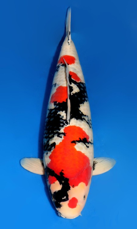 Large Kohaku koi reference.