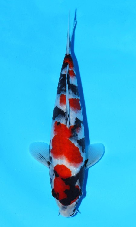 Representative Showa Sanshoku koi.