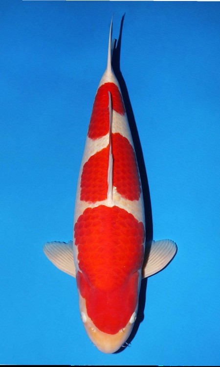 Representative Kohaku award koi.