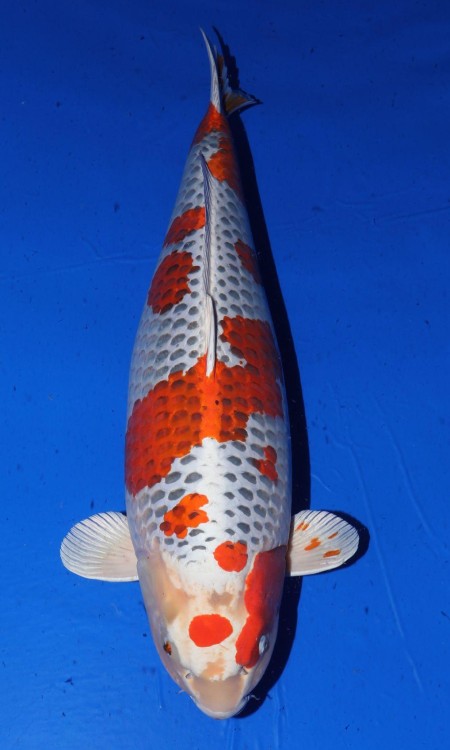 Standard full-body koi reference photo for goromo.