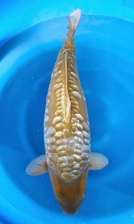 Standard full-body koi reference photo for kujaku.