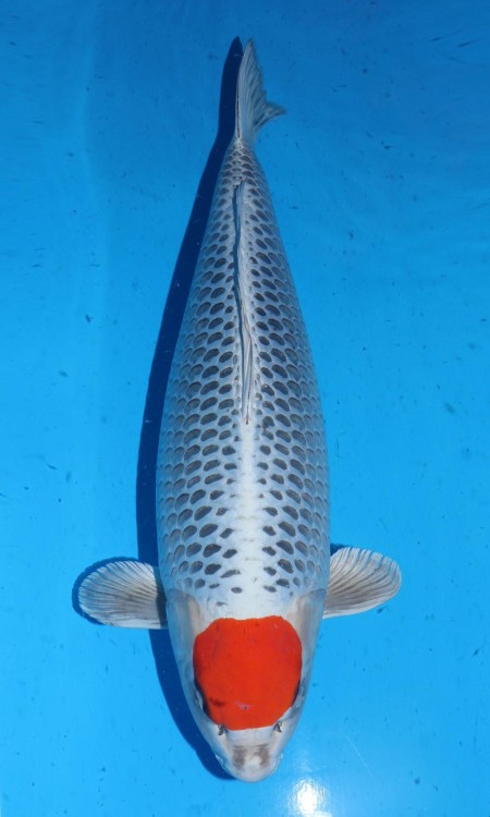 Tancho koi reference.
