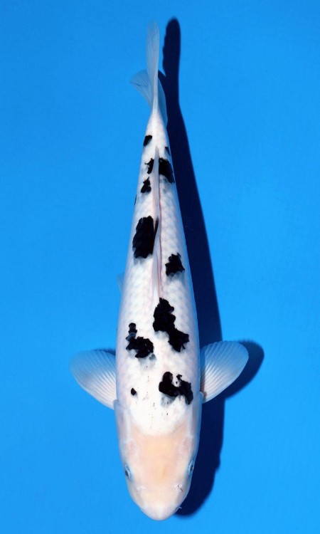 Standard full-body koi reference photo for utsurimono.