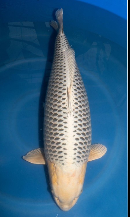 Standard full-body koi reference photo for soragoi.
