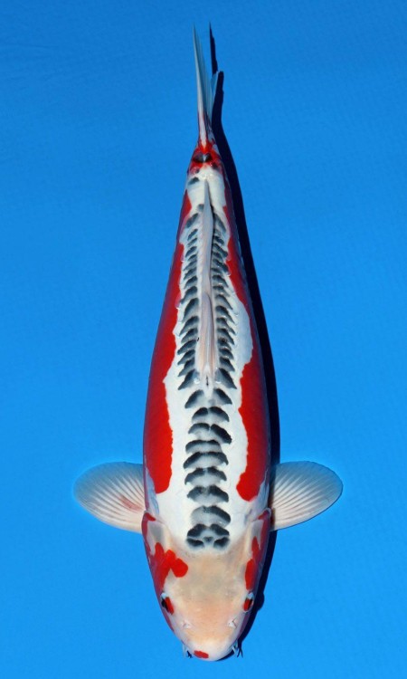 Shusui or Doitsu koi reference.