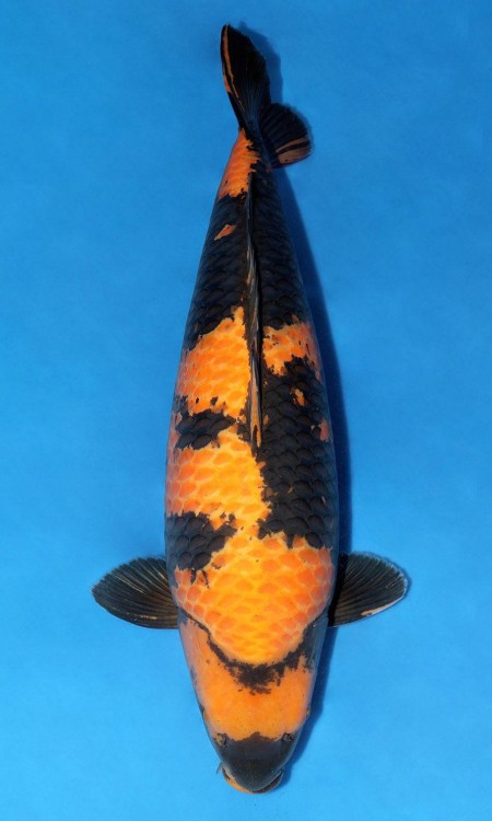 Standard full-body koi reference photo for hikari utsuri.