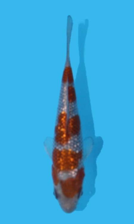 Standard full-body koi reference photo for ochiba.
