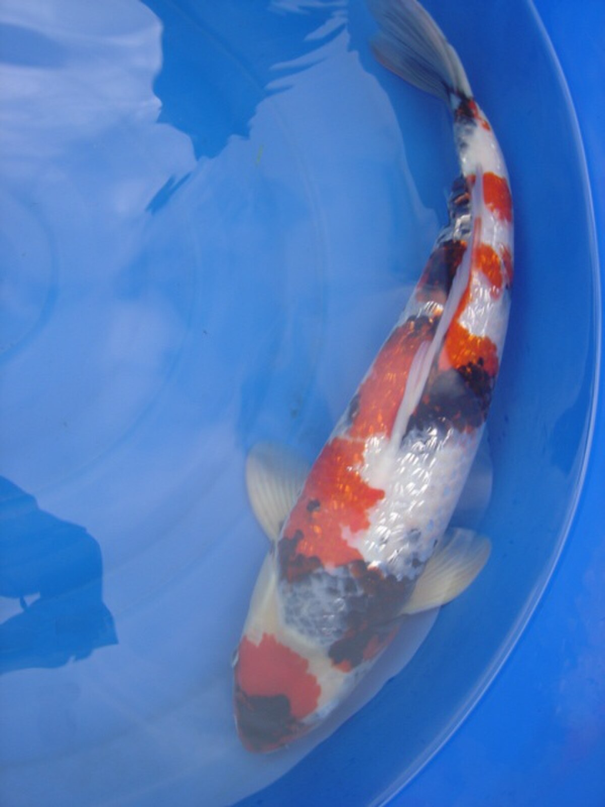 Full-body Gin Rin Showa displaying reflective scales.