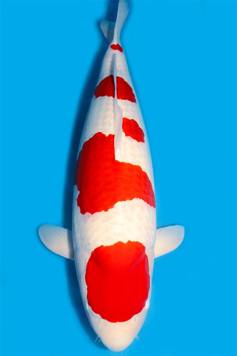 Kohaku koi con marcas rojas sobre piel blanca y limpia.